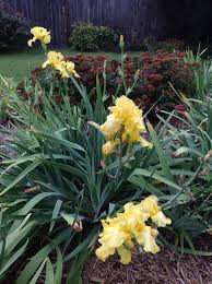 Iris &#39;Harvest of Memories&#39; 1 gal
