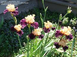 Iris &#39;Ocelot&#39; 1 gal