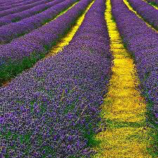 Lavandula angustifolia &#39;Munstead&#39; 1 gal