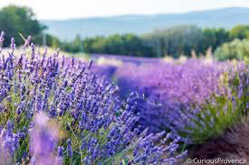 Lavandula intermedia &#39;Provence&#39; 2 gal