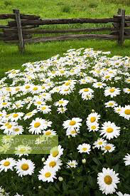 Leucanthemum superbum &#39;Becky&#39; 2 gal