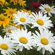 Leucanthemum superbum &#39;Becky&#39; 2 gal