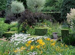 Leucanthemum superbum &#39;Whoops a-Daisy&#39; 8&quot;