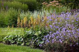 Ligularia 'Bottle Rocket'  2 gal