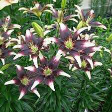 Lilium &#39;Netty&#39;s Pride&#39;