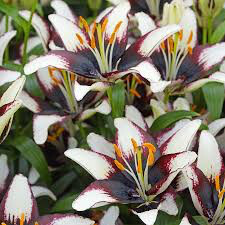 Lilium &#39;Netty&#39;s Pride&#39;