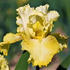Iris &#39;Harvest of Memories&#39; 1 gal
