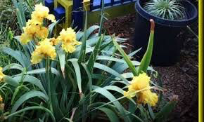 Iris &#39;Harvest of Memories&#39; 1 gal