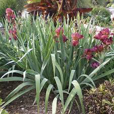 Iris &#39;My Friend Jonathan&#39; 1 gal