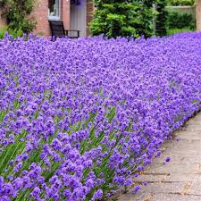 Lavandula angustifolia &#39;Munstead&#39; 2 gal