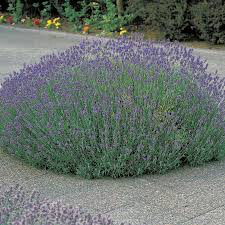 Lavandula angustifolia &#39;Munstead&#39; 2 gal