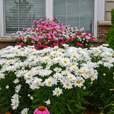 Leucanthemum superbum &#39;Whoops a-Daisy&#39; 8&quot;