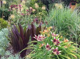 Lilium &#39;Netty&#39;s Pride&#39;