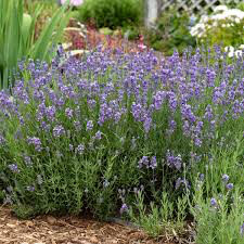 Lavandula angustifolia &#39;Munstead&#39; 2 gal