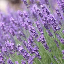 Lavandula angustifolia &#39;Munstead&#39; 2 gal