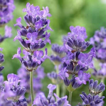 Lavandula angustifolia &#39;Munstead&#39; 2 gal