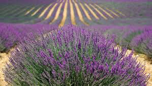 Lavandula intermedia &#39;Provence&#39; 2 gal