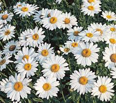 Leucanthemum superbum &#39;Becky&#39; 2 gal