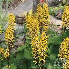 Ligularia &#39;Bottle Rocket&#39;  2 gal