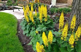 Ligularia &#39;Bottle Rocket&#39;  2 gal