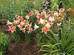 Lilium &#39;Salmon Star&#39; 1 gal