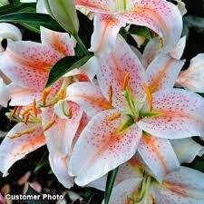 Lilium &#39;Salmon Star&#39; 1 gal