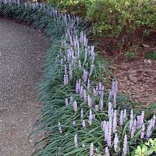Liriope muscari &#39;Big Blue&#39; 1 gal