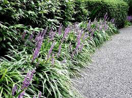 Liriope muscari &#39;Big Blue&#39; 1 gal