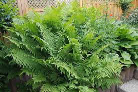 ostrich fern Matteuccia struthiopteris 2 gal