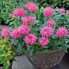 Monarda &#39;Pardon My Lavender&#39; 1 gal