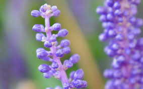 Liriope muscari 'Big Blue' 1 gal