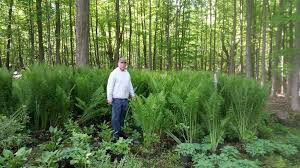 ostrich fern Matteuccia struthiopteris 2 gal