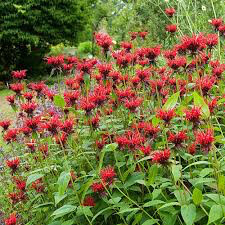 Monarda didyma &#39;Jacob Cline&#39; #2