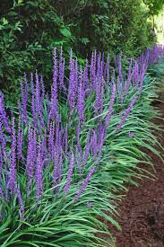 Liriope muscari &#39;Big Blue&#39; 1 gal