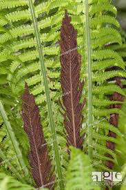 ostrich fern Matteuccia struthiopteris 2 gal