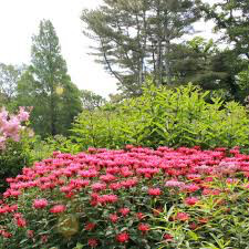 Monarda didyma &#39;Jacob Cline&#39; #2