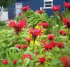 Monarda didyma &#39;Jacob Cline&#39; #2