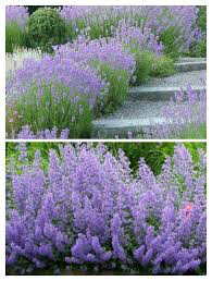 Catmint Nepeta &#39;Six Hills Giant&#39; 2 gal