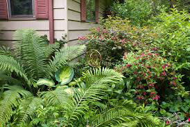 ostrich fern Matteuccia struthiopteris 2 gal