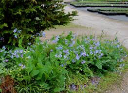 Mertensia Virginica 1 gal.
