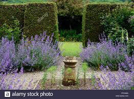 Catmint Nepeta &#39;Six Hills Giant&#39; 2 gal