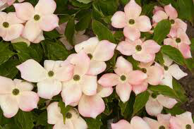 dogwood Cornus kousa &#39;Stellar Pink&#39; 10 gal