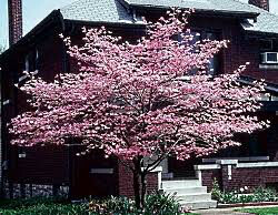 dogwood Cornus kousa &#39;Stellar Pink&#39; 10 gal