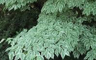 dogwood Cornus kousa &#39;Wolf Eyes&#39; 7 gal