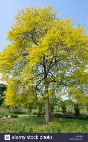 Gleditsia triacanthos &#39;Suncole&#39; 15 gal