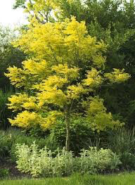 Gleditsia triacanthos &#39;Suncole&#39; 15 gal
