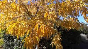Gleditsia triacanthos &#39;Suncole&#39; 15 gal
