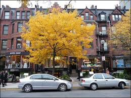 Gleditsia triacanthos &#39;Suncole&#39; 15 gal