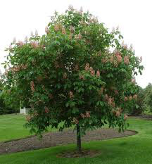 Aesculus x carnea &#39;Fort McNair&#39; 15gal.