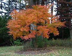 Acer palmatum &#39;Bloodgood&#39; 5 gal